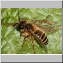 Andrena flavipes - Sandbiene m05.jpg
